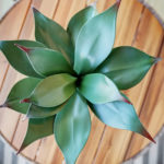 Gallery Images